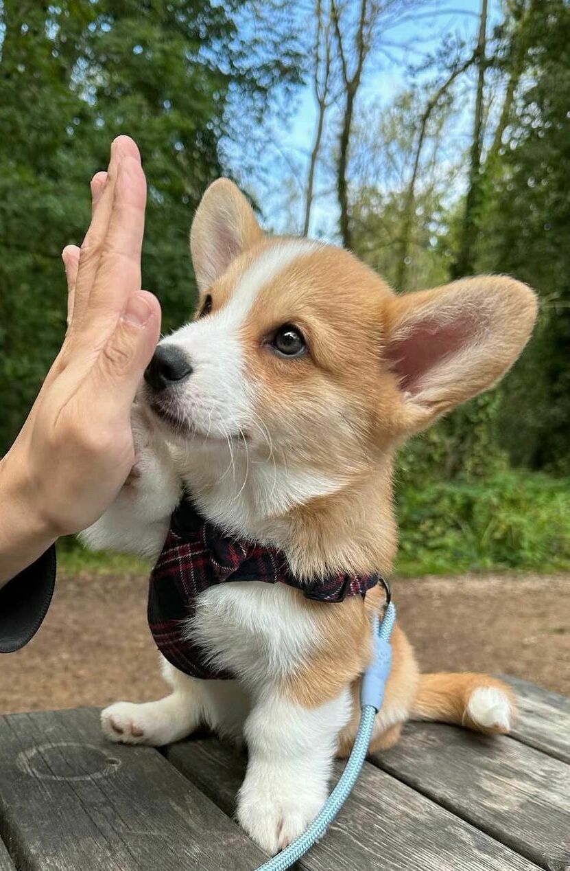 Lulu
